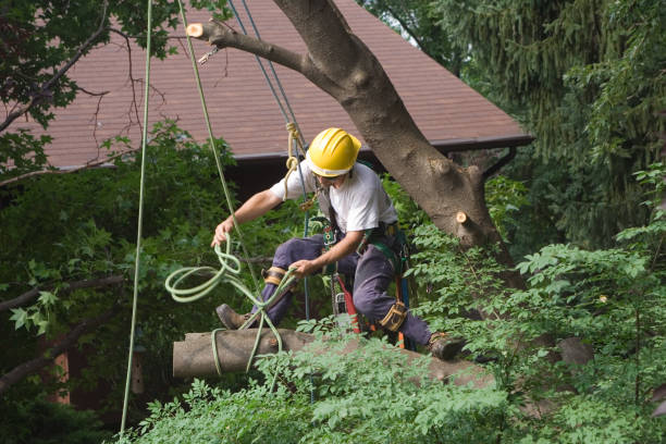 How Our Tree Care Process Works  in  Osceola, AR