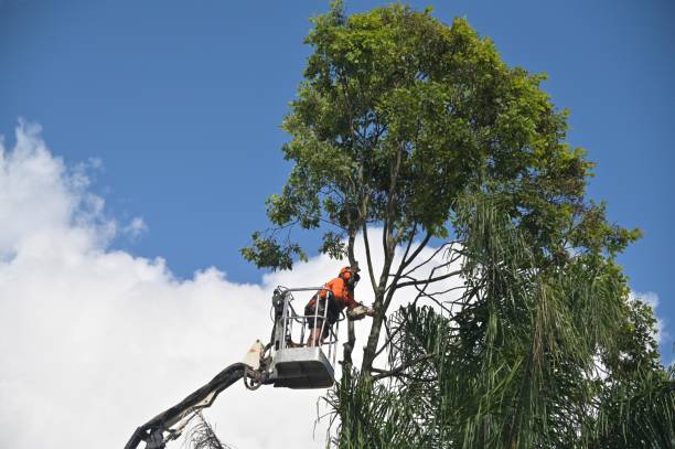 Best Root Management and Removal  in Osceola, AR