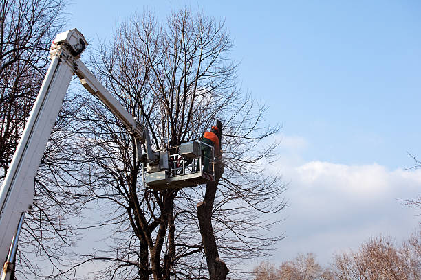 Best Leaf Removal  in Osceola, AR