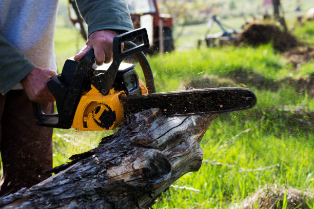 Best Arborist Consultation Services  in Osceola, AR